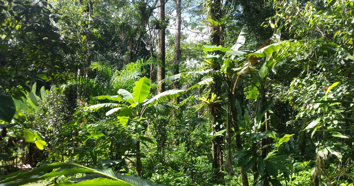 Food forest - Natvise